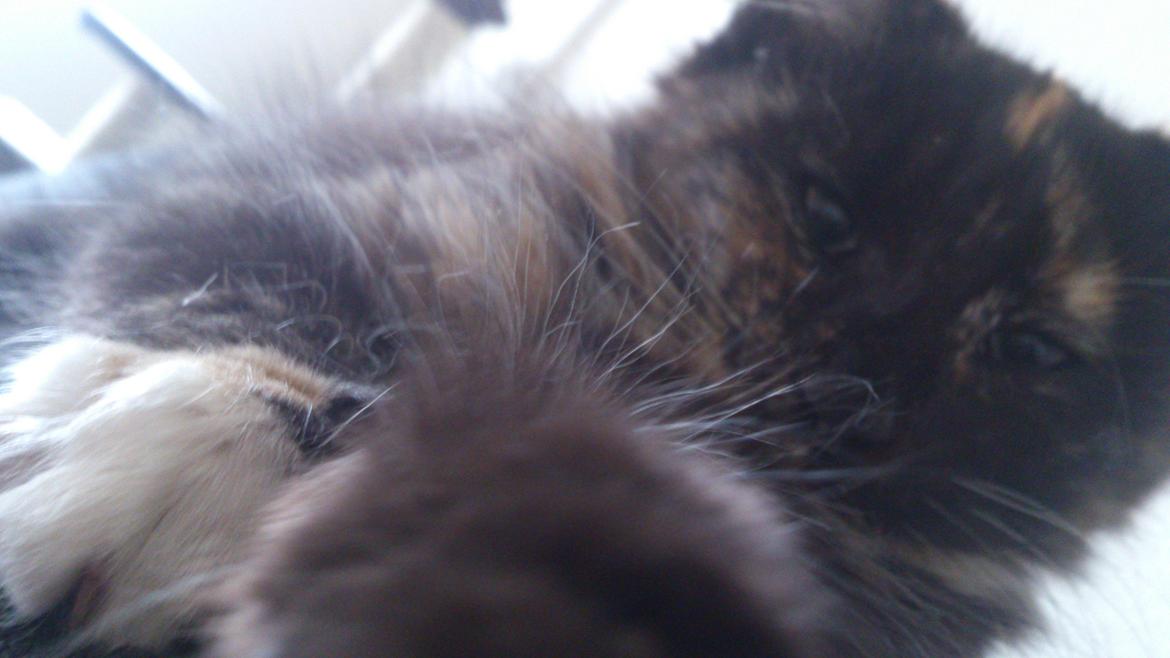 Norsk Skovkat Pixie billede 3