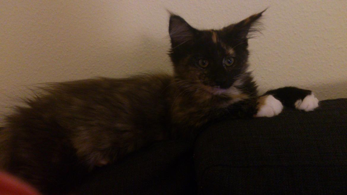 Norsk Skovkat Pixie billede 4