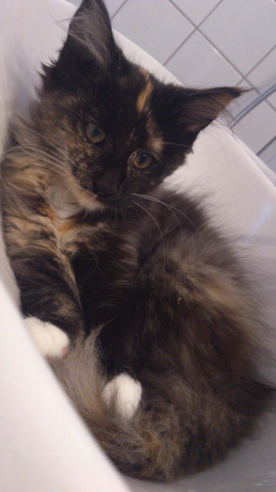 Norsk Skovkat Pixie billede 5