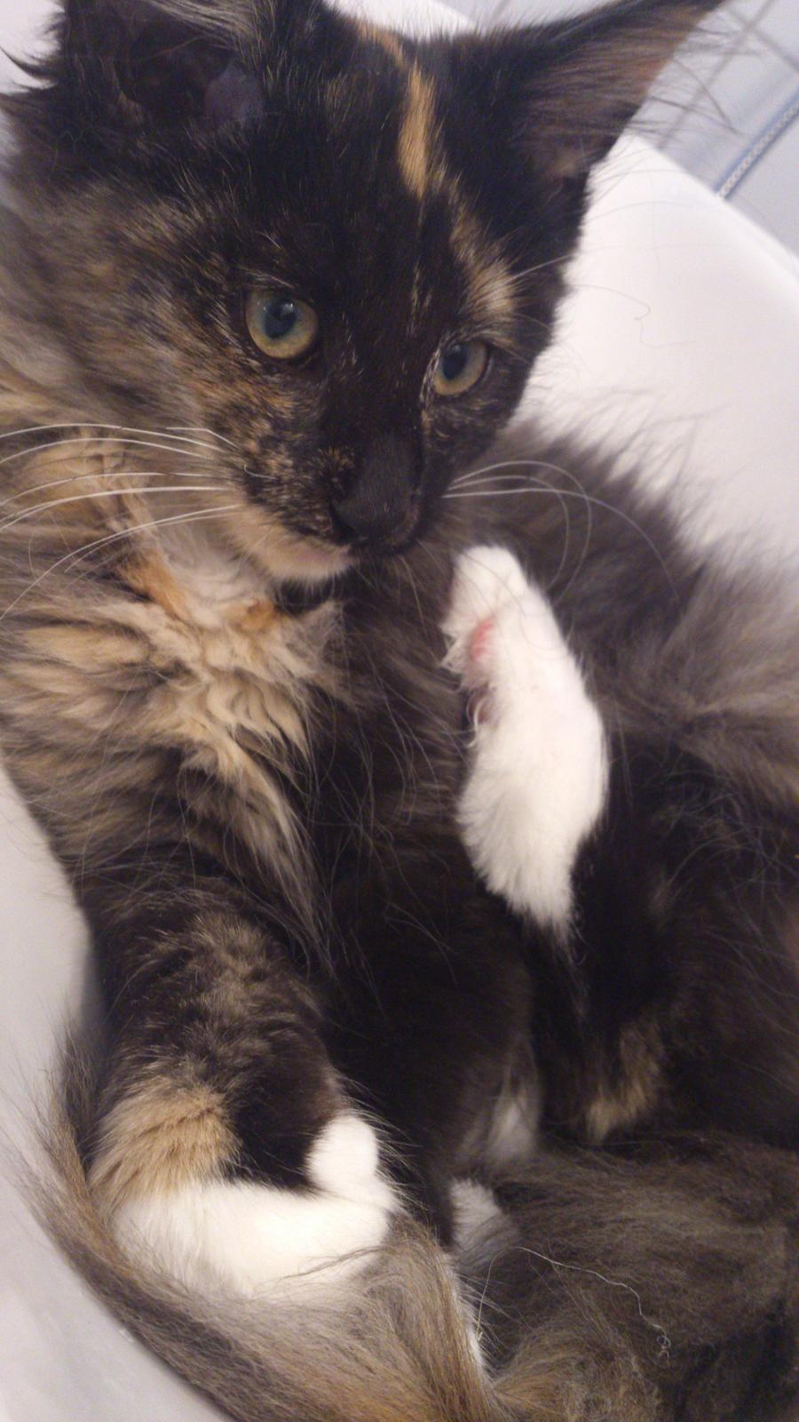 Norsk Skovkat Pixie billede 6