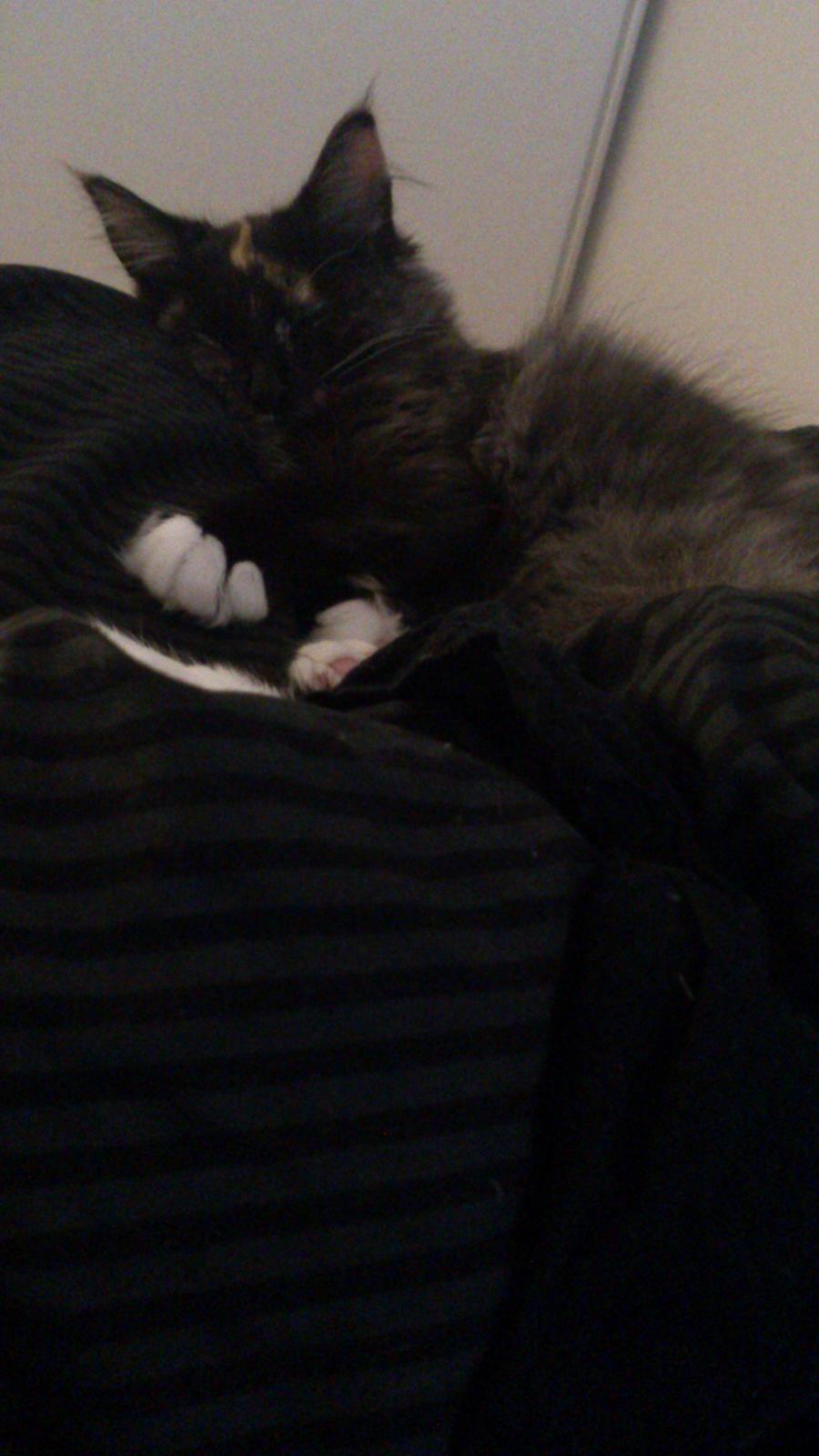 Norsk Skovkat Pixie billede 7