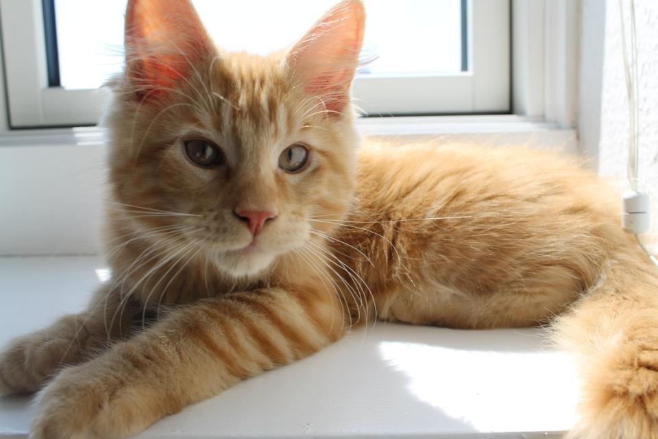 Maine Coon Abraham billede 7