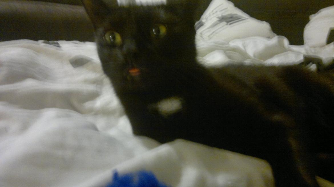 Huskat Darling billede 16