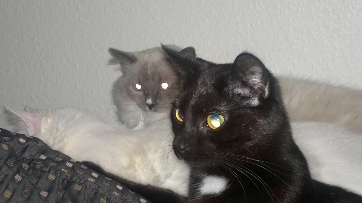 Huskat Darling billede 17