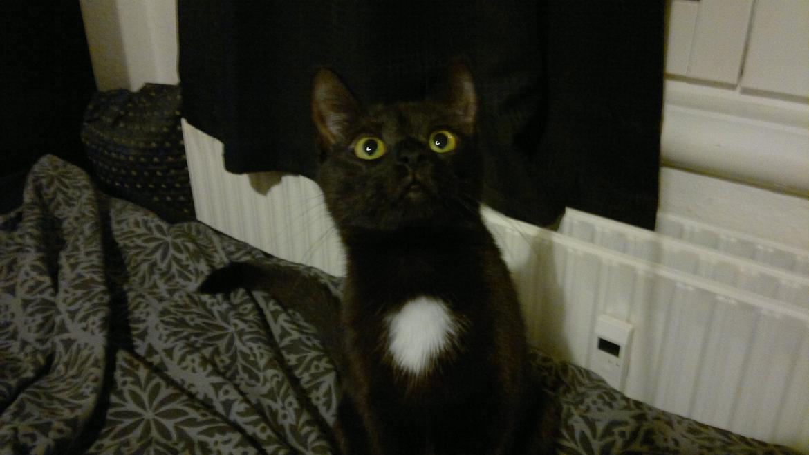 Huskat Darling billede 8