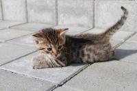 Bengal Zimba billede 1