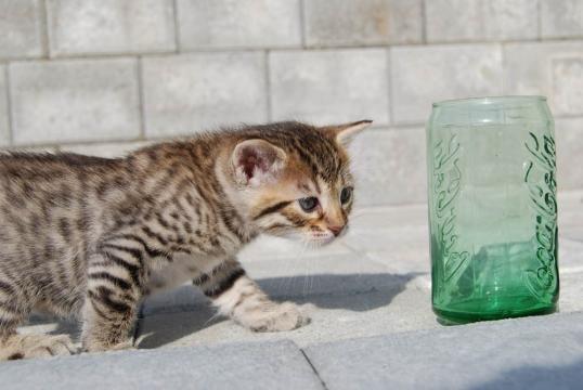 Bengal Zimba billede 2