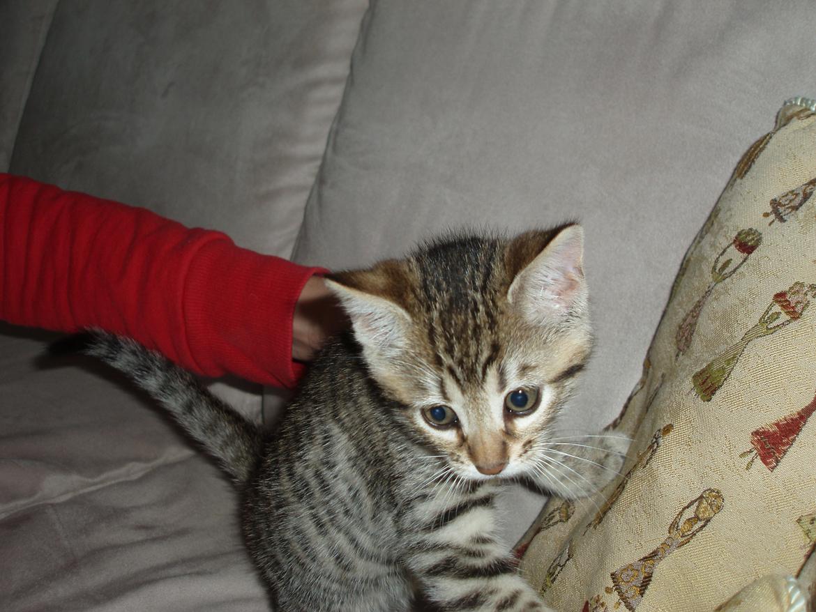 Bengal Zimba billede 3