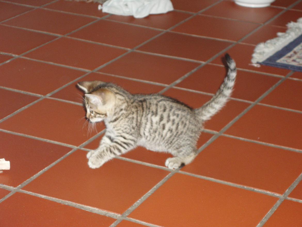 Bengal Zimba billede 4