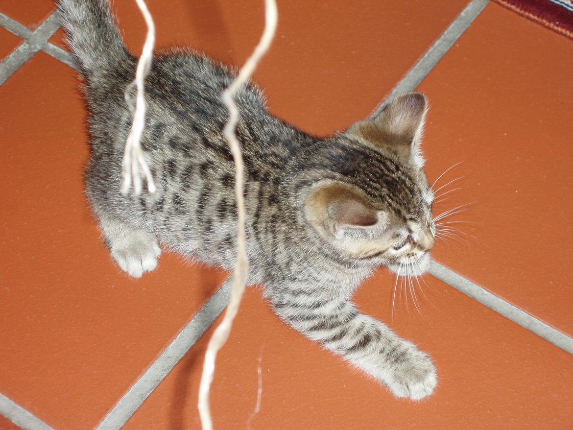 Bengal Zimba billede 6