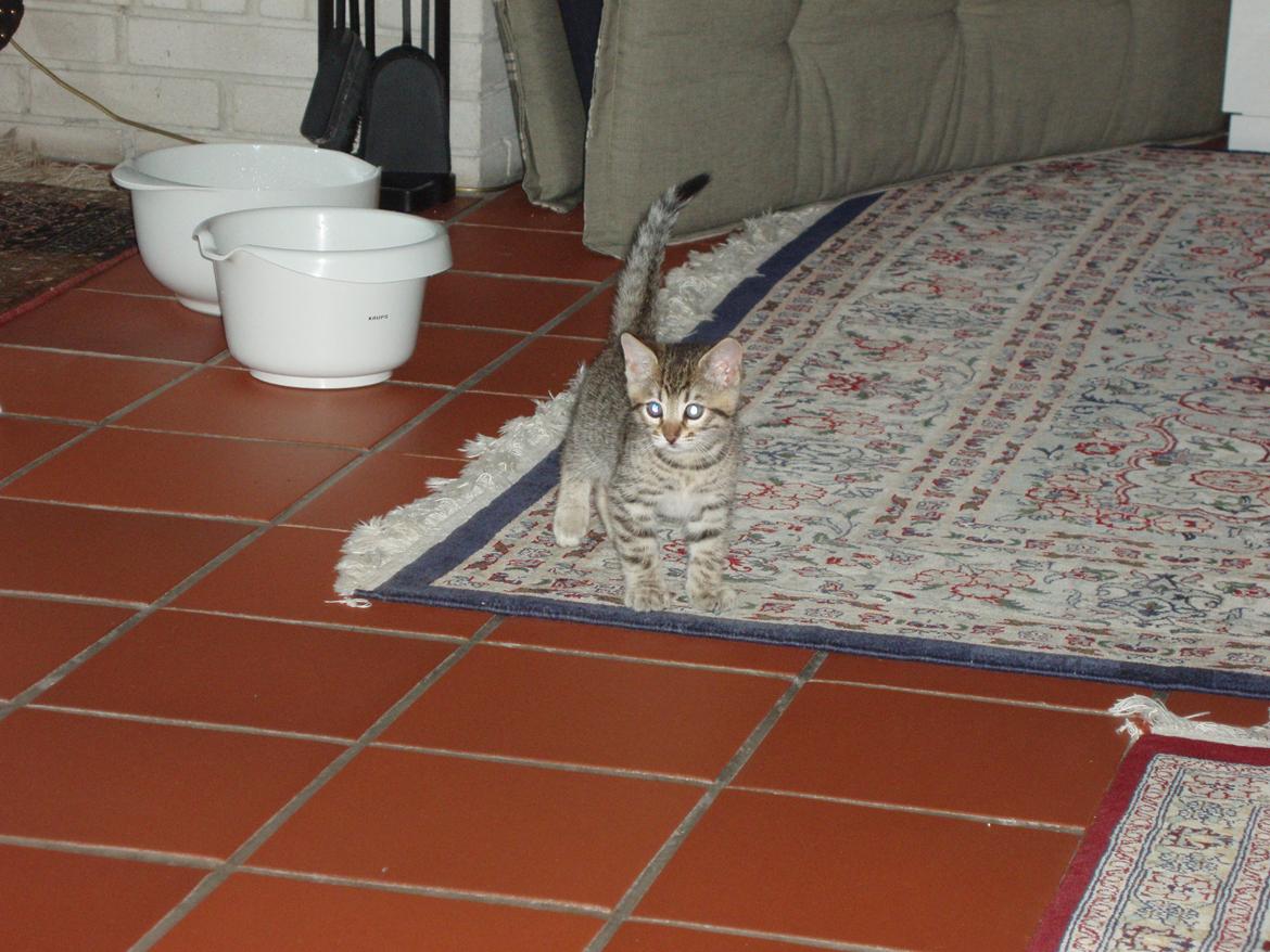 Bengal Zimba billede 7