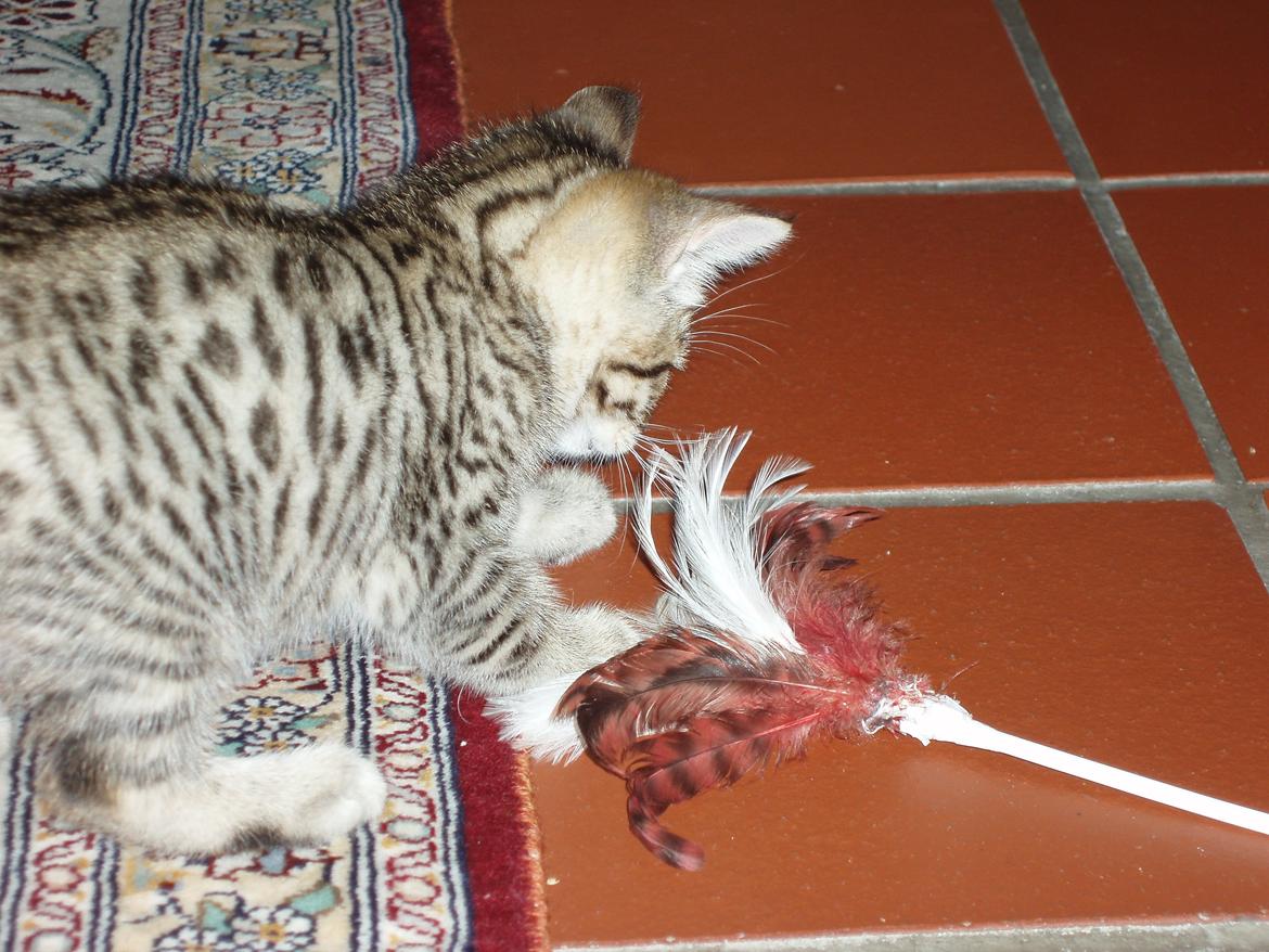 Bengal Zimba billede 8