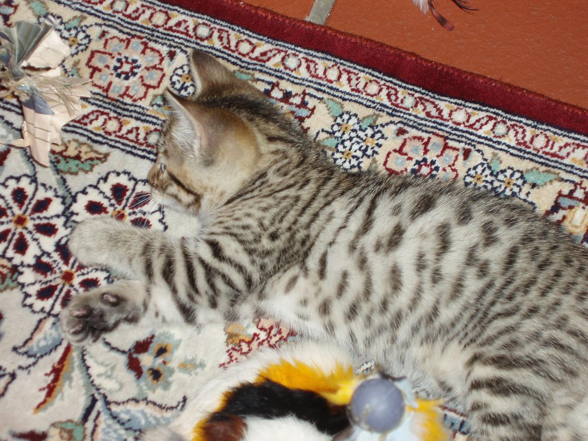 Bengal Zimba billede 9