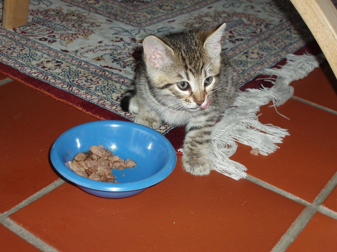 Bengal Zimba billede 10