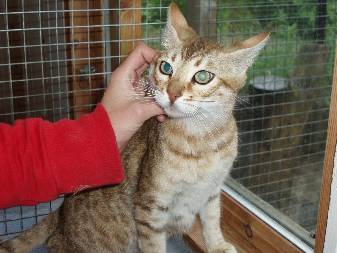 Bengal Zimba billede 11