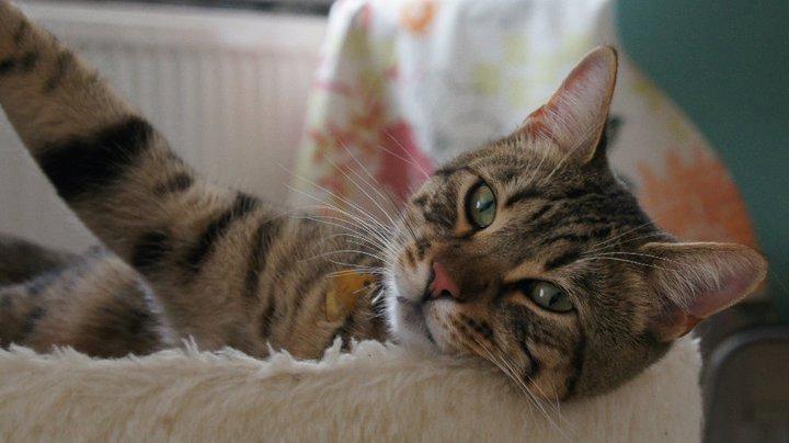 Bengal Zimba billede 12