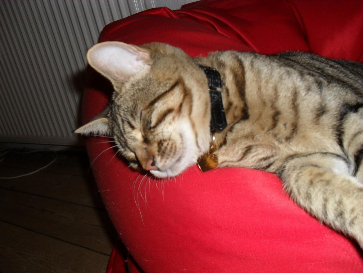 Bengal Zimba billede 13