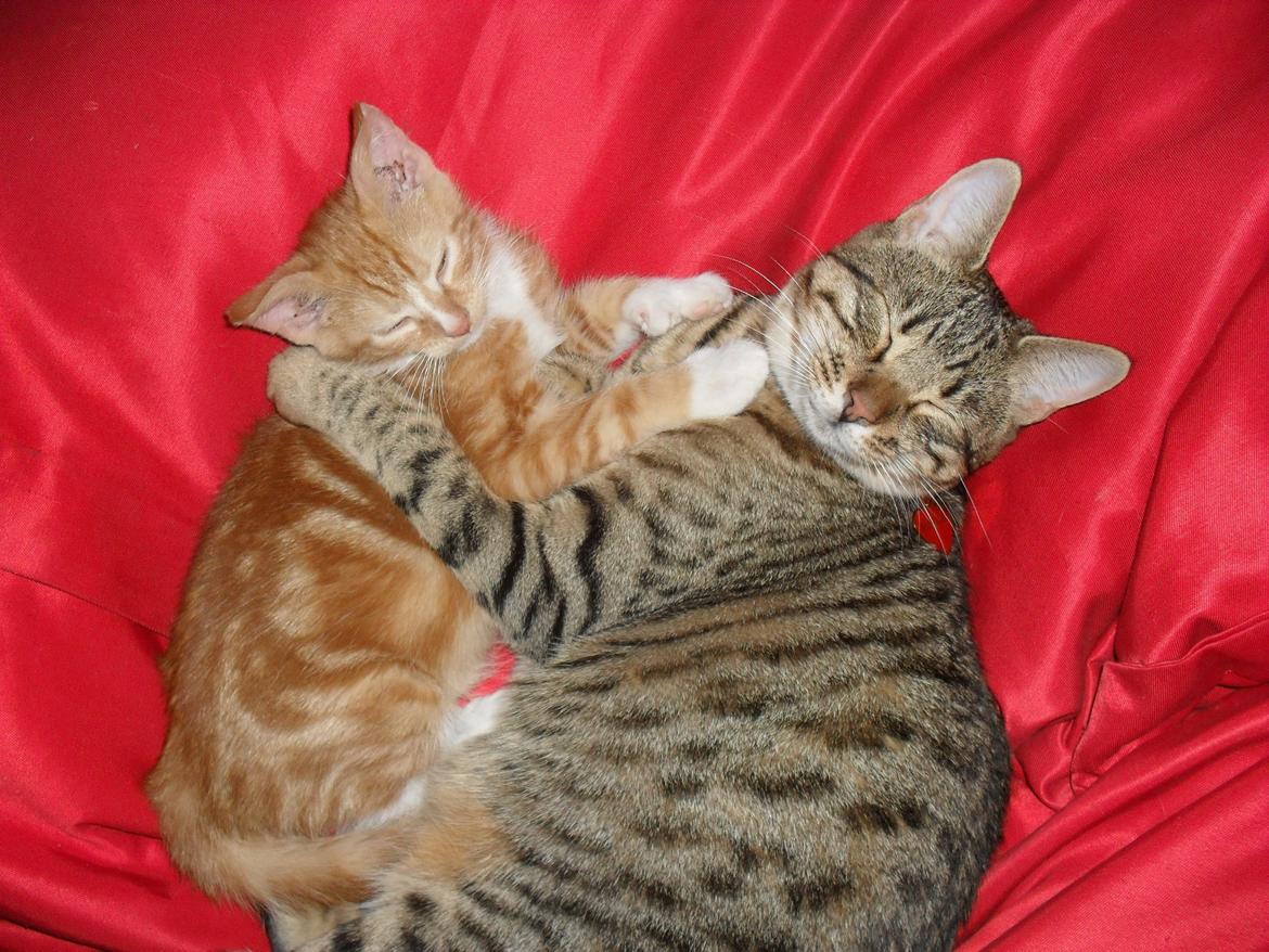 Bengal Zimba billede 14