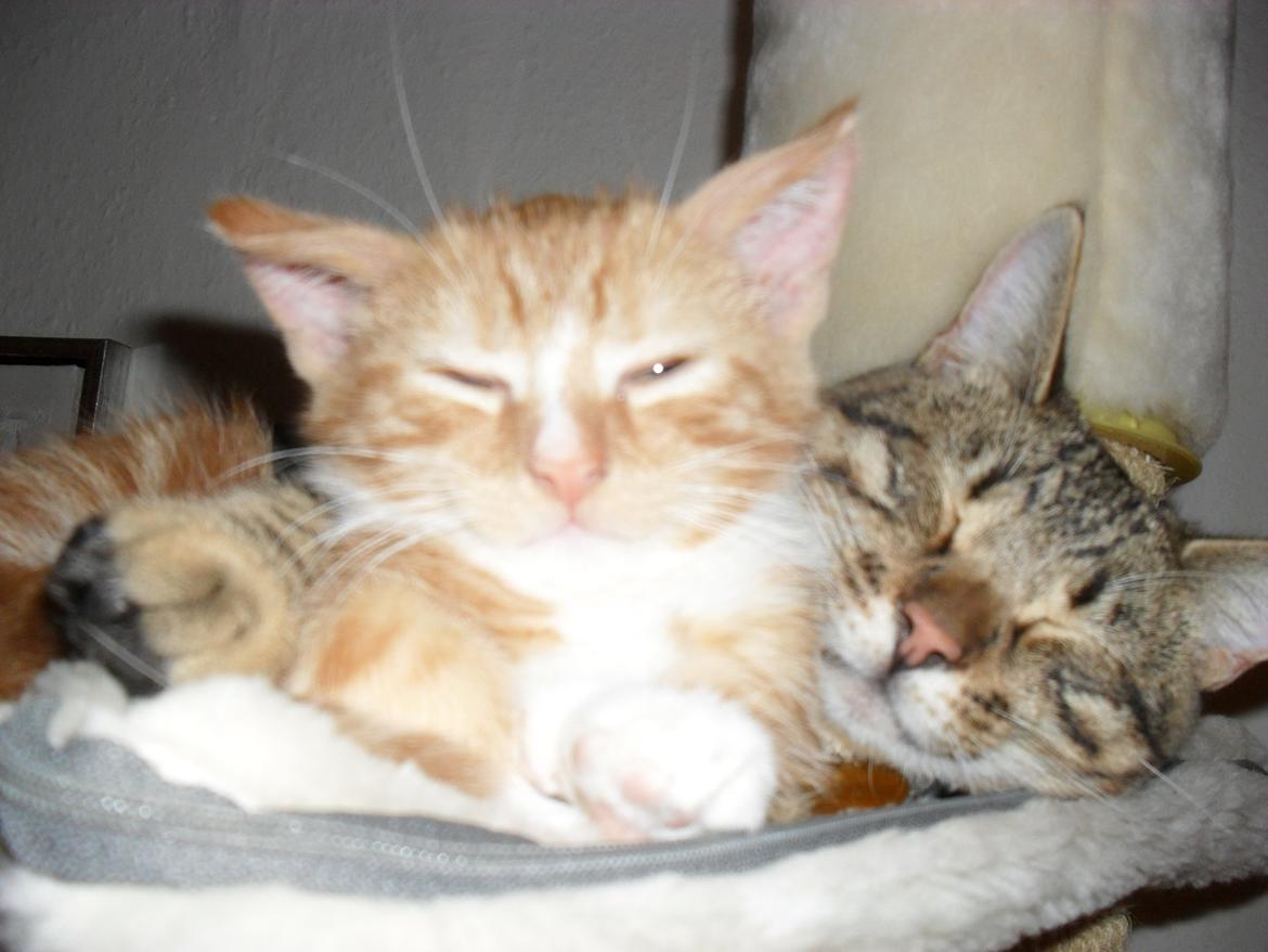 Bengal Zimba billede 15