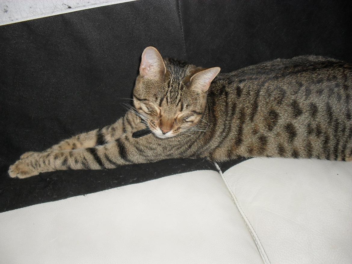 Bengal Zimba billede 16