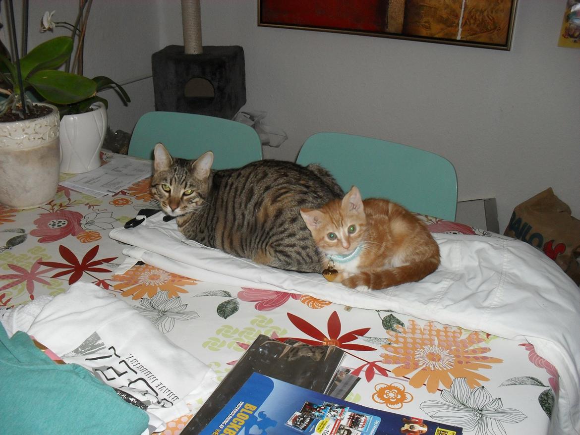 Bengal Zimba billede 17