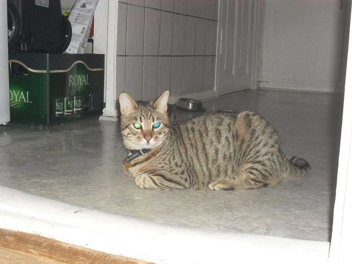 Bengal Zimba billede 18