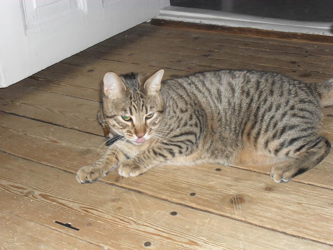 Bengal Zimba billede 19