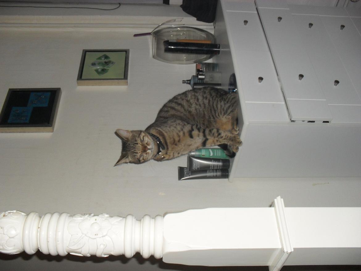 Bengal Zimba billede 20