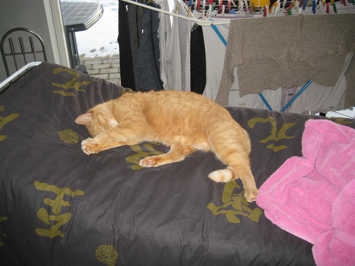 Huskat Rosa - Hej og velkommen til Rosa's profil! :D billede 1