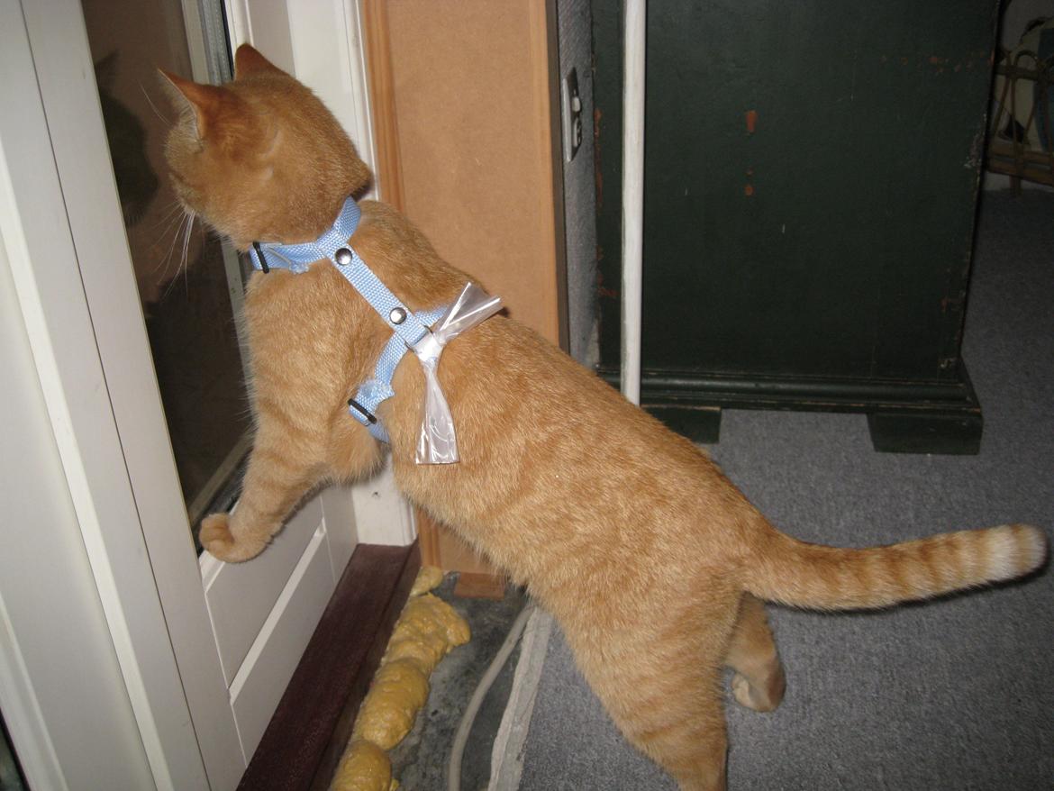 Huskat Rosa billede 2