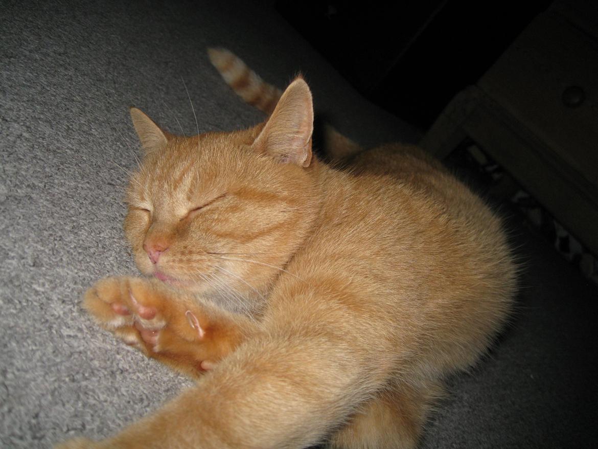 Huskat Rosa - Lidt gymnastik!  billede 3