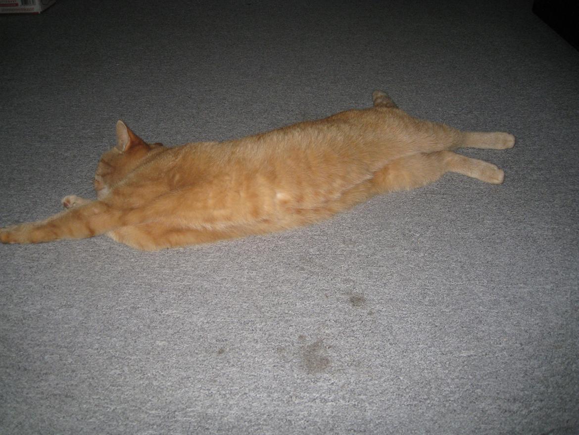 Huskat Rosa - Og lidt mere!! :D billede 4