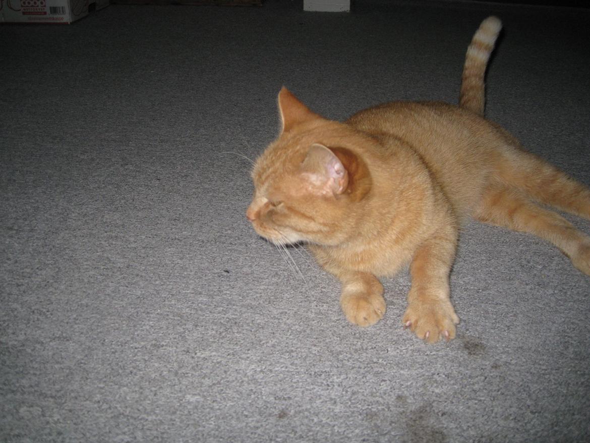 Huskat Rosa billede 5