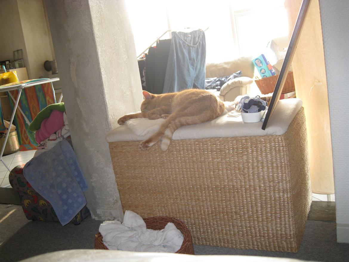 Huskat Rosa billede 6