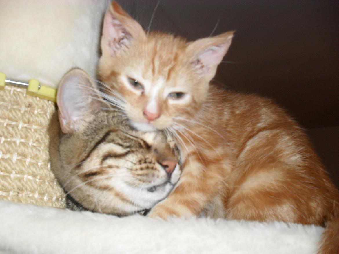 Huskat Laban billede 1