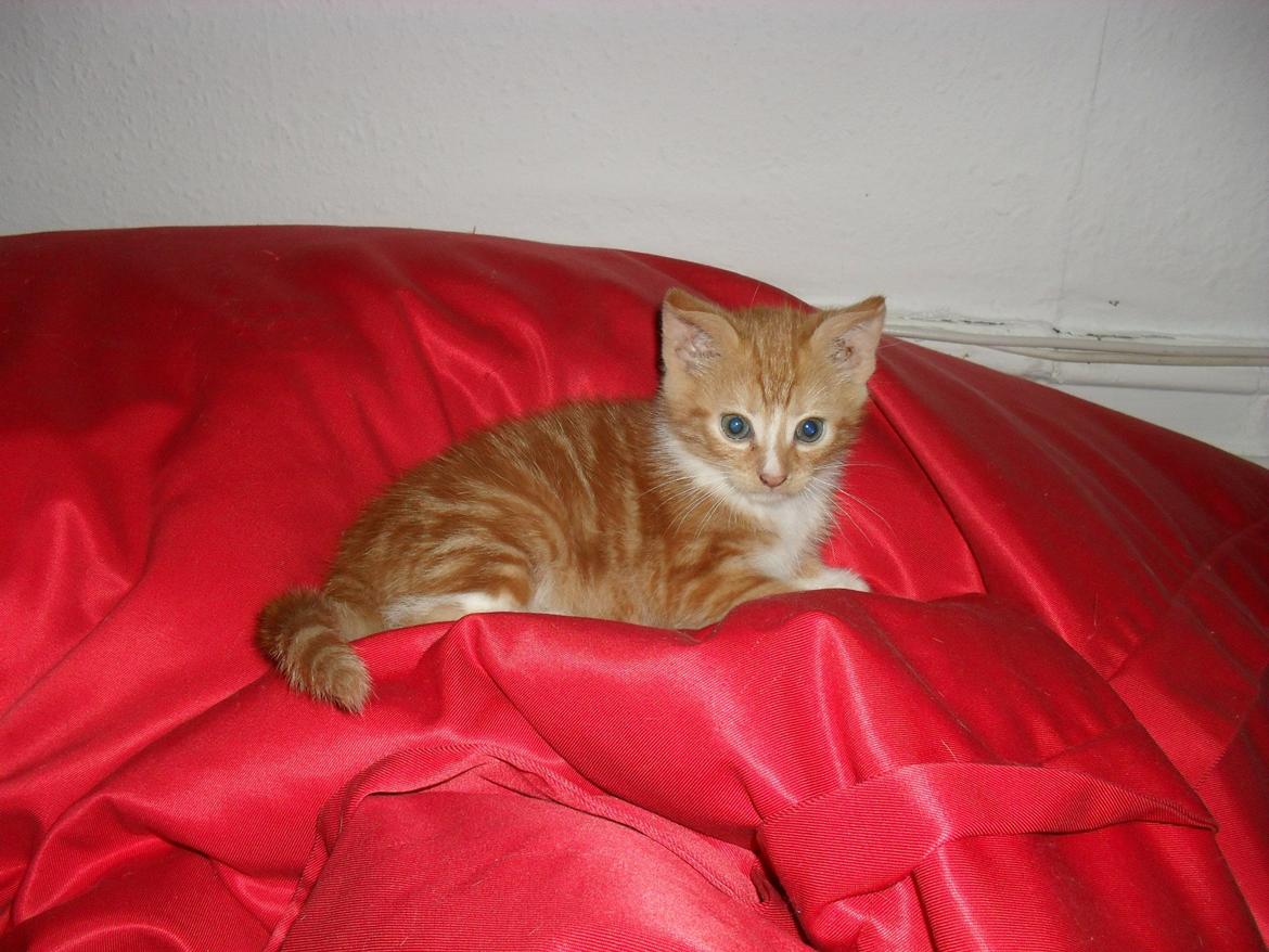 Huskat Laban billede 2