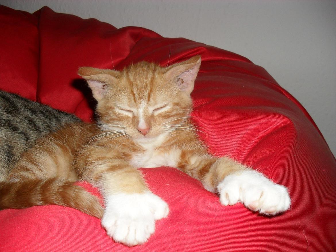 Huskat Laban billede 3