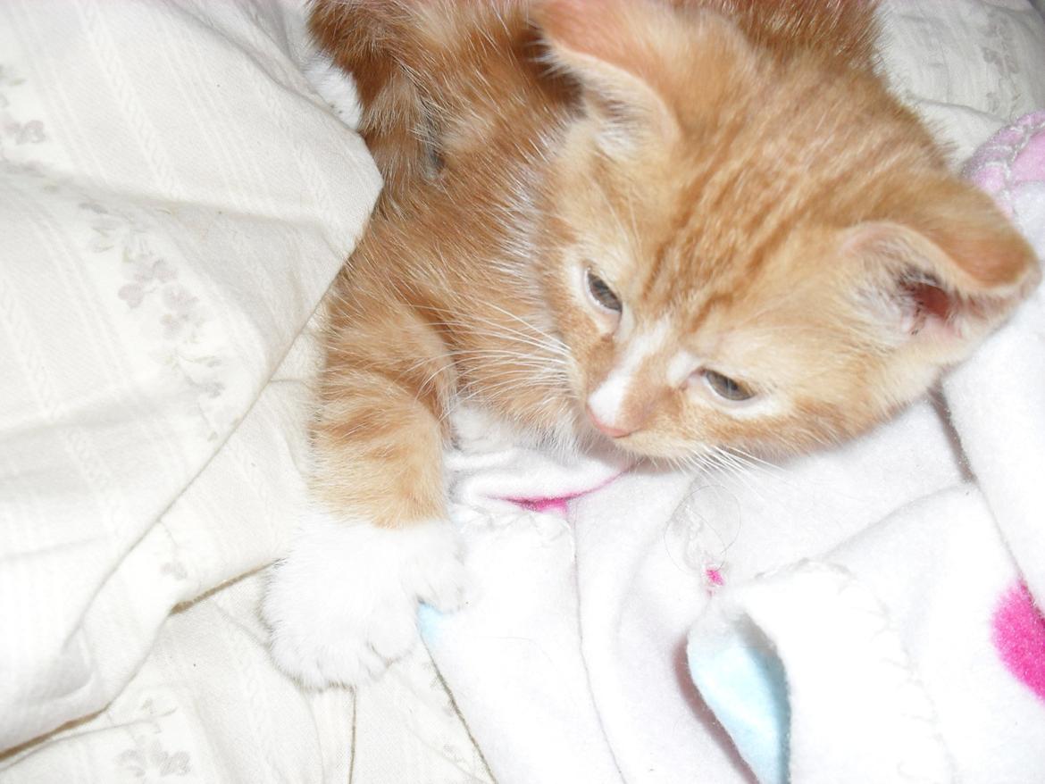 Huskat Laban billede 4