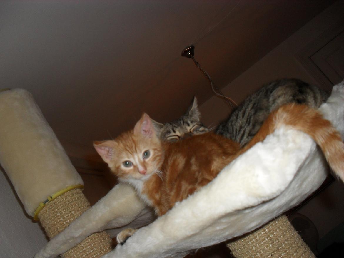 Huskat Laban billede 5