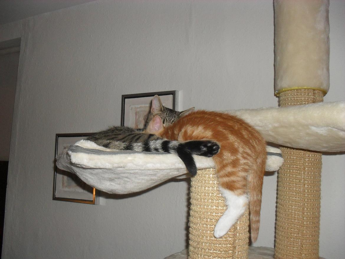 Huskat Laban billede 6