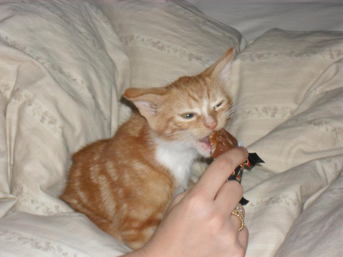 Huskat Laban billede 8