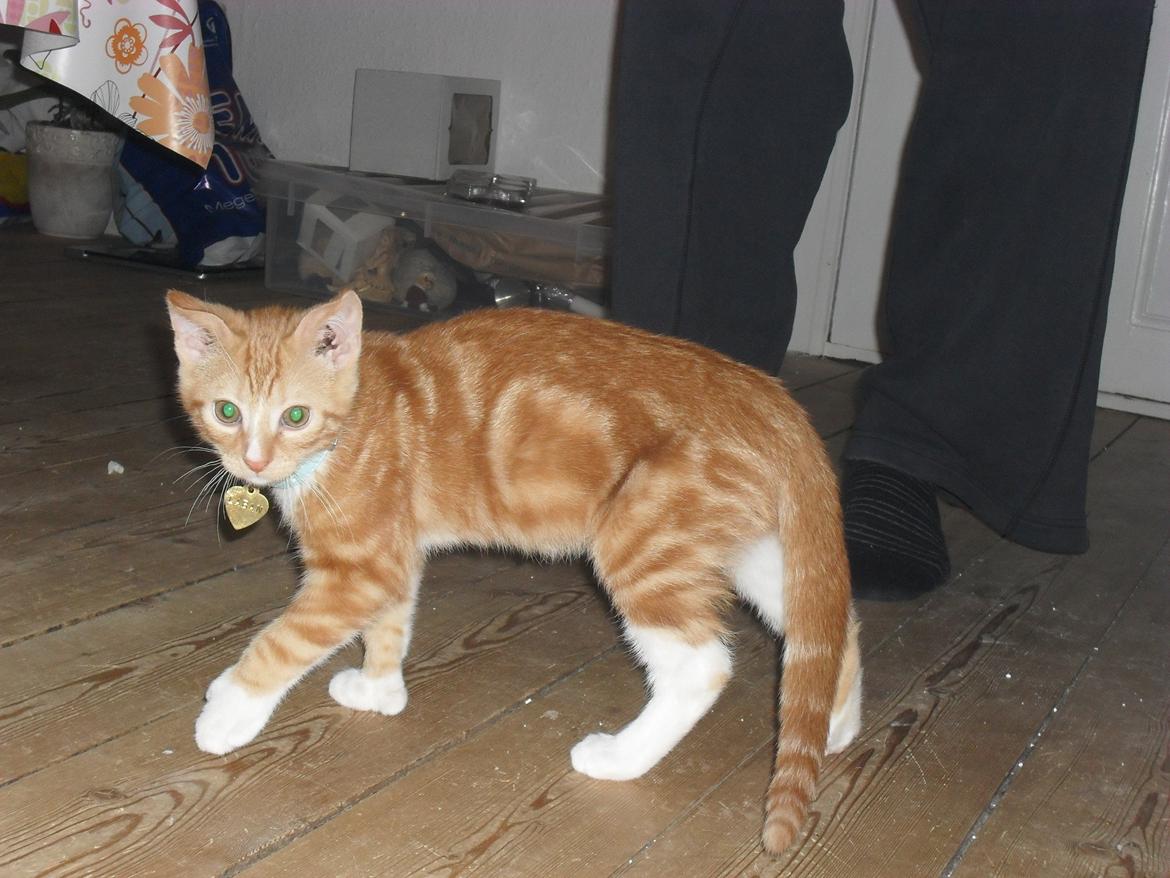 Huskat Laban billede 9