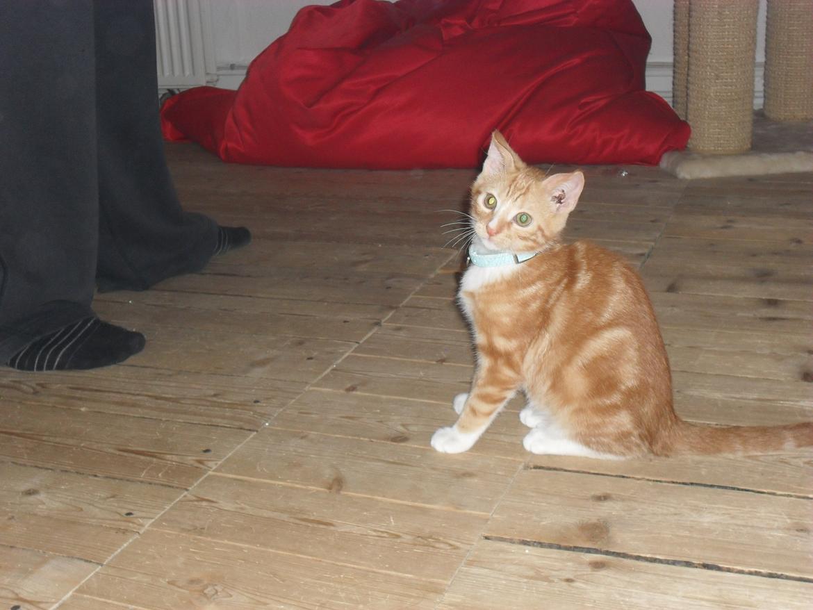 Huskat Laban billede 10