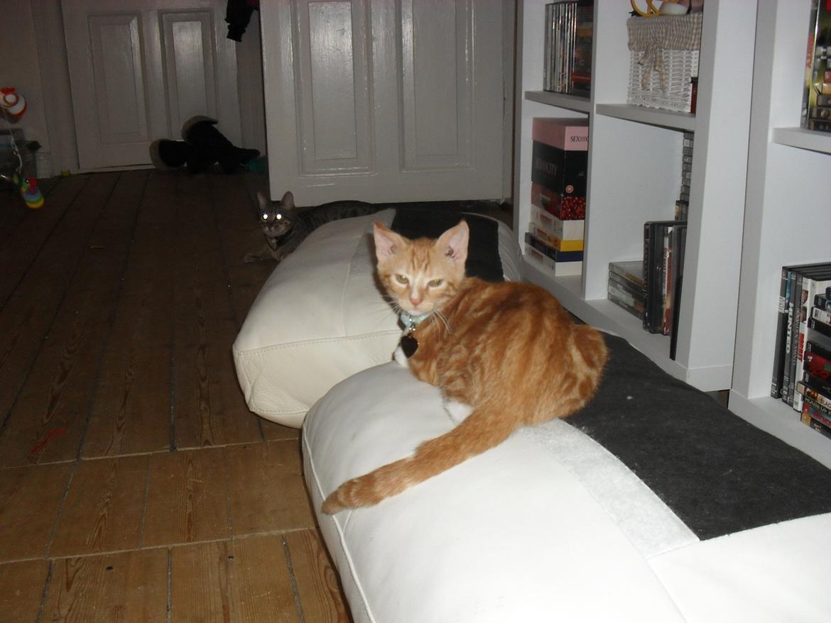 Huskat Laban billede 11