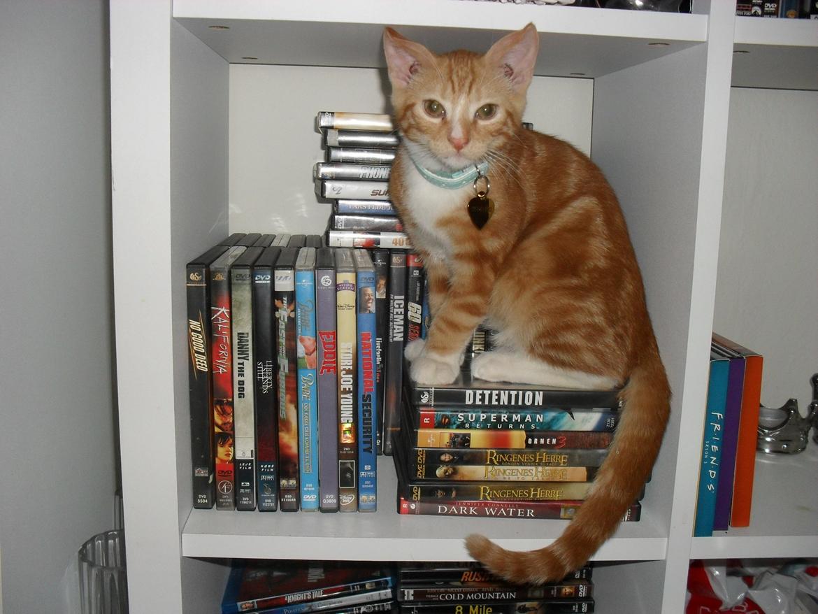 Huskat Laban billede 12