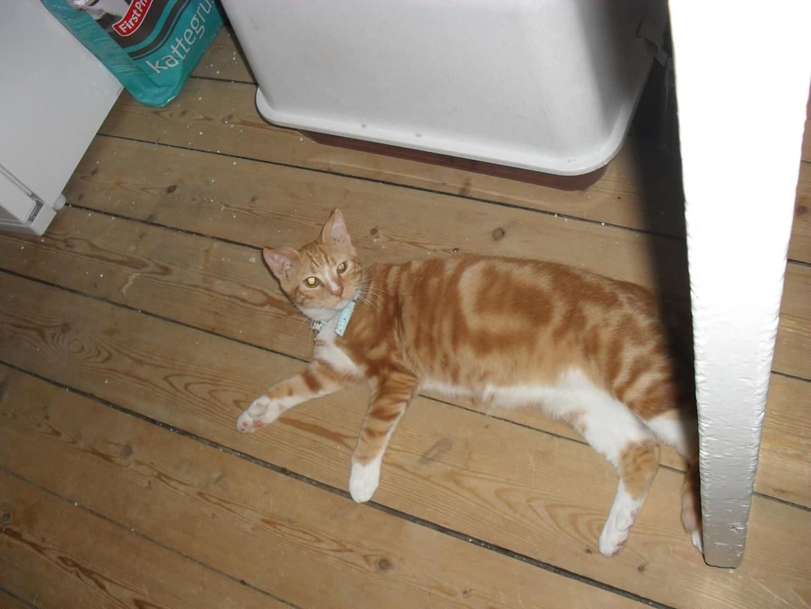 Huskat Laban billede 13