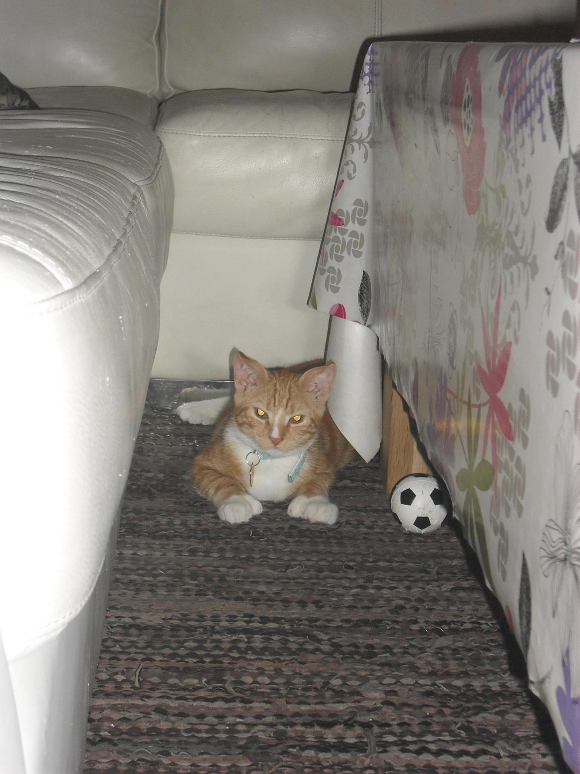 Huskat Laban billede 14