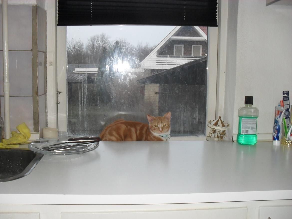 Huskat Laban billede 15