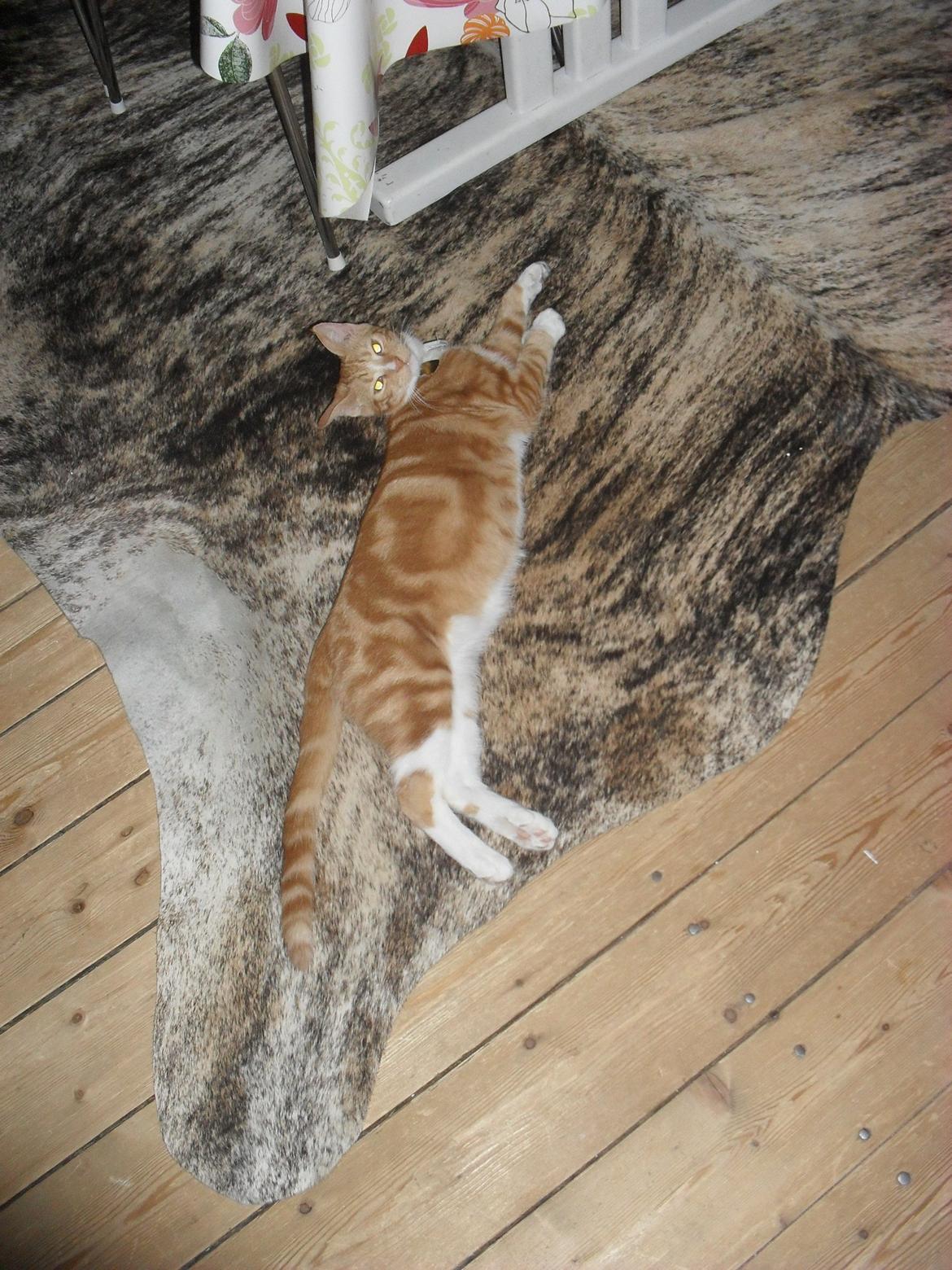 Huskat Laban billede 16