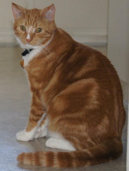 Huskat Laban billede 17